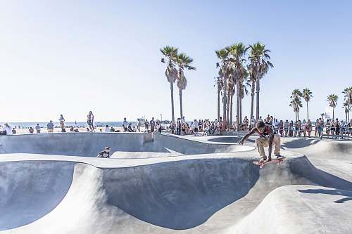 palm tree man playing skateboard doing tricks arecaceae